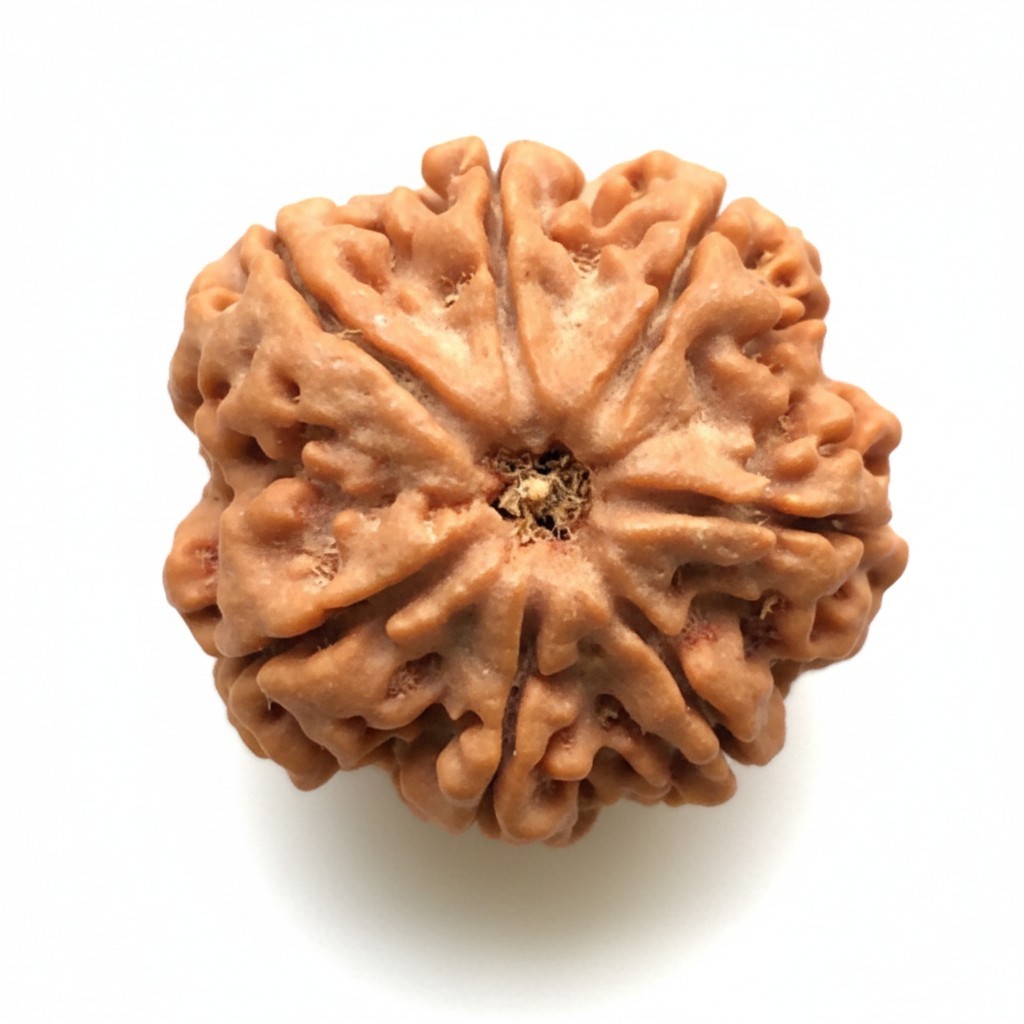 Real Natural 7-Mukhi Rudraksha Botanical Bead Photograph