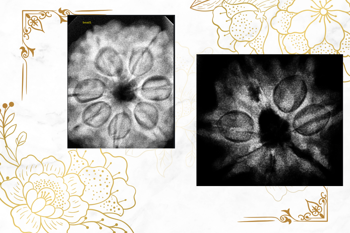 Nepal vs Java Rudraksha: Expert Comparison Guide